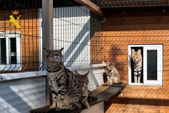 Smuggling of wild cats to the EU