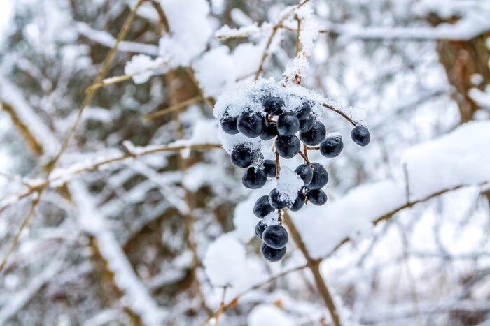 Consequences of April frosts on the harvest