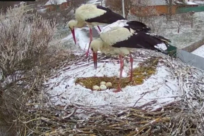 The stork's nest is covered with snow