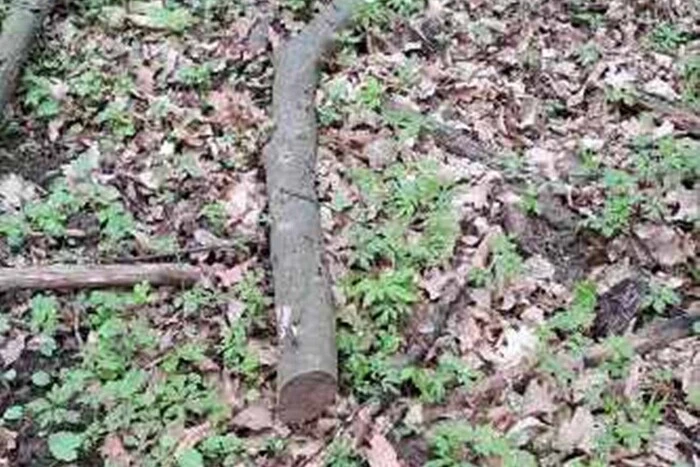 In Ternopil region, the bailiff seized a branch of hornbeam from the debtor