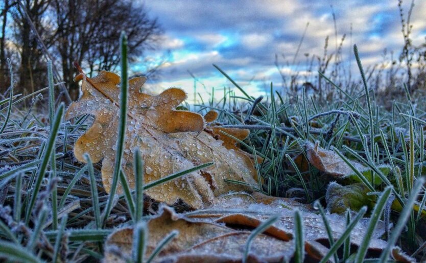 Fruits and vegetables in frost