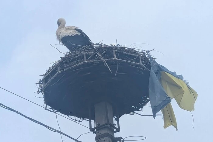 Stork with the Ukrainian flag in the nest