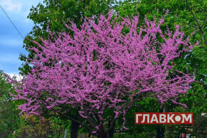 Україна: погода на 23 квітня