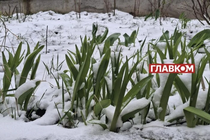 Spring frosts worsen the harvest in Ukraine