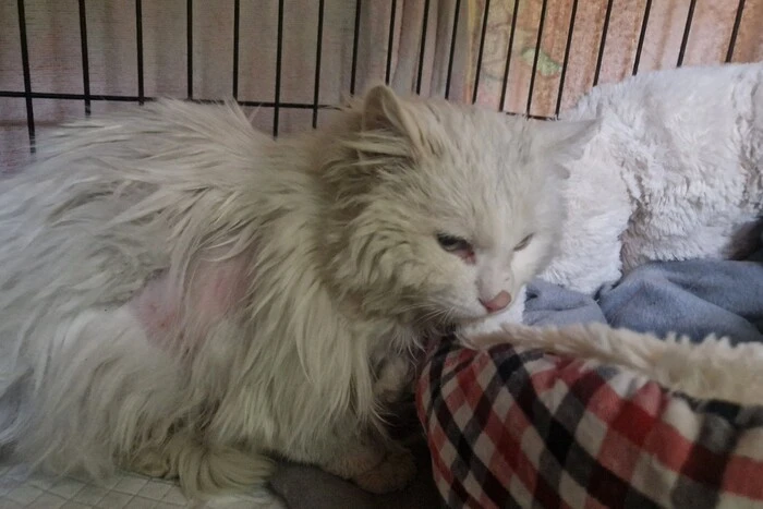 Cat found among garbage in Kropyvnytskyi