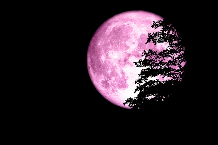 Beautiful view of the Pink Moon