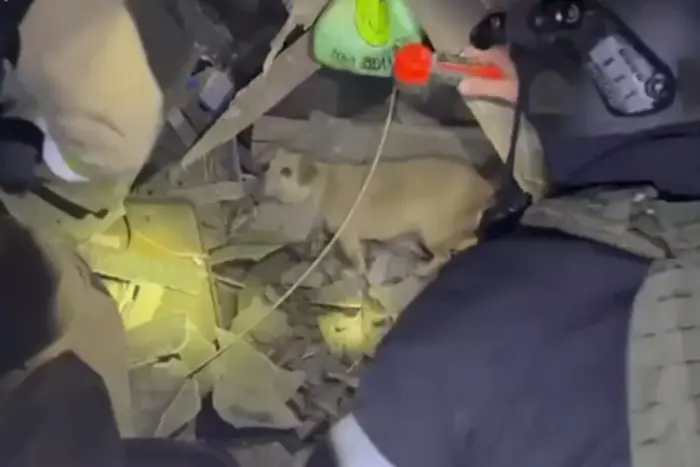 Puppy rescued from the rubble