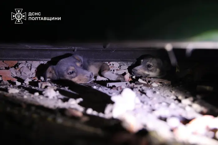 Atak na Poltawszczyznę: ratownicy wydobyli pieski spod gruzów (zdjęcia, wideo)