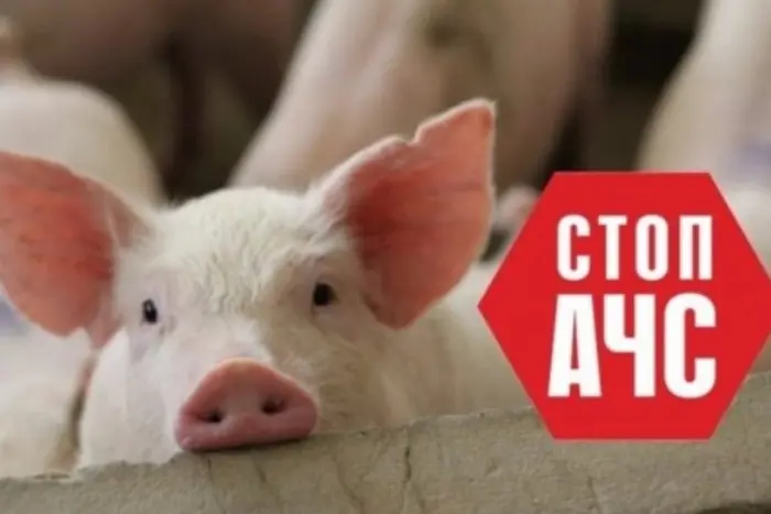 In der Region Winnyzja wurde ein Ausbruch der Afrikanischen Schweinepest festgestellt