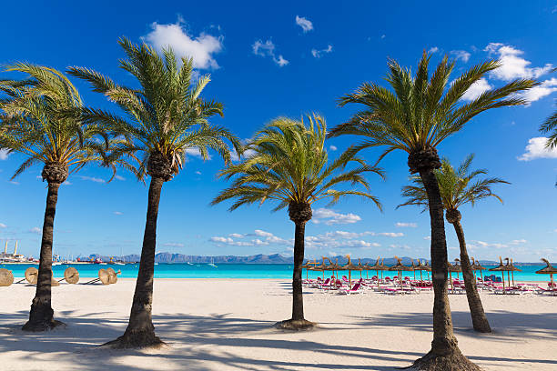 Alcudia Beaches. Beauty of nature and relaxation.