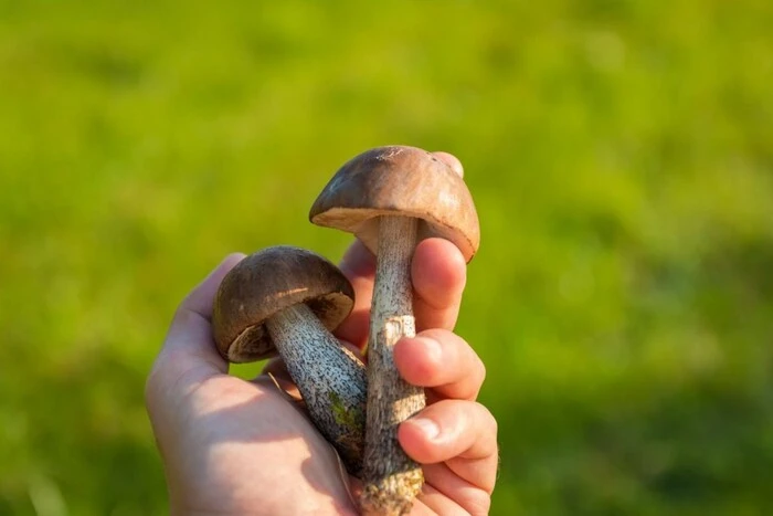Deadly poisonous mushrooms