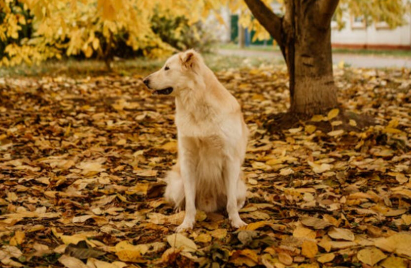 Anticyclone brings sunny weather to Ukraine