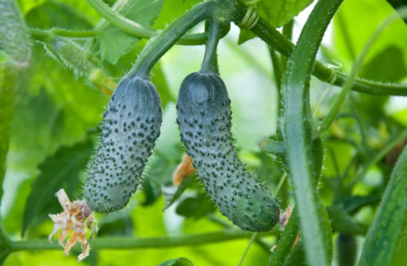 Price explosion! Expensive Ukrainian cucumbers!