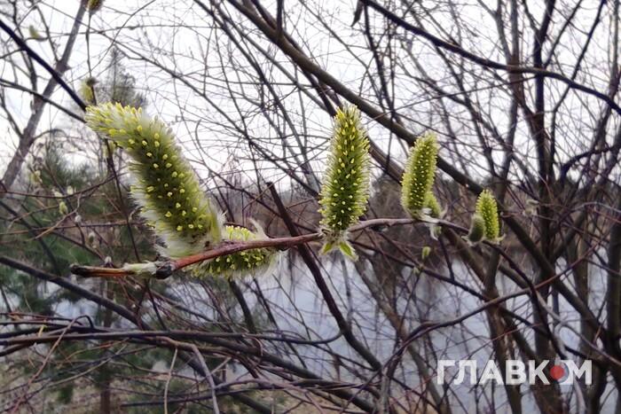 image of a willow branch in an Easter composition