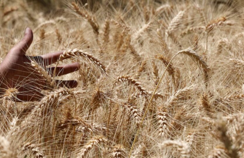 Black Sea Crisis: Wheat Shortage Threatens
