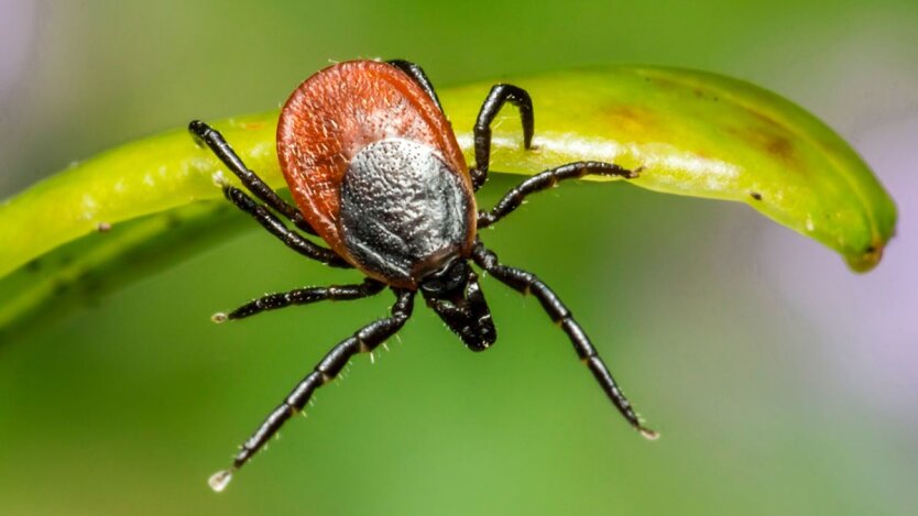 Tick image under a microscope