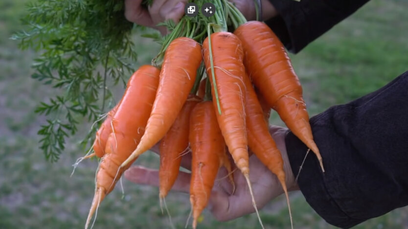 Carrots in the market are decreasing: price is searching
