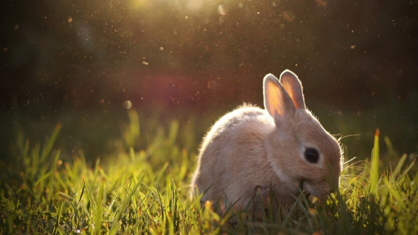 Spring will change to rain