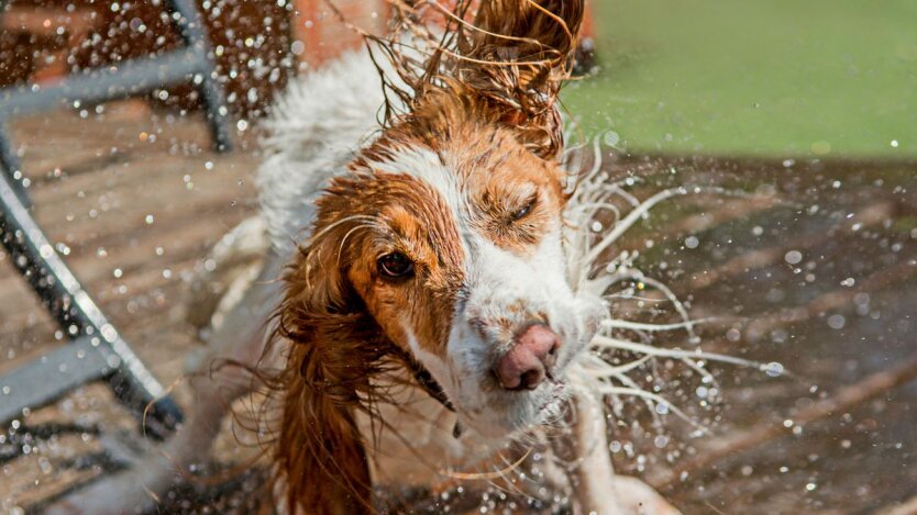Summer Returns: Forecaster Didenko Said Which Regions to Expect Heat up to +30